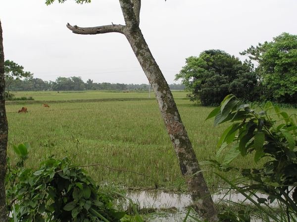 20 Decimal Agricultural Land — Savar