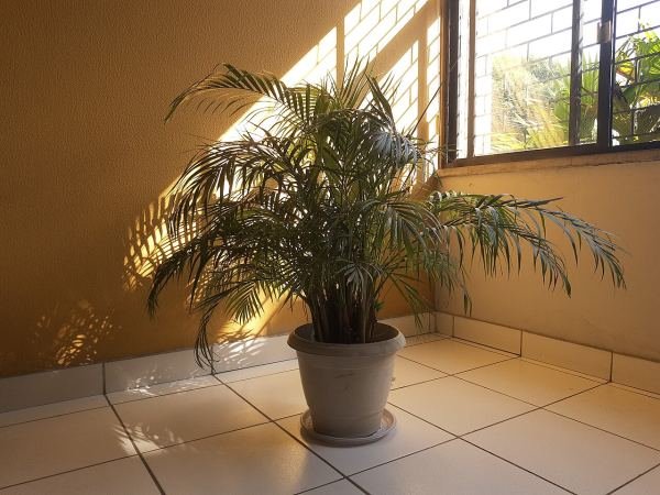 Indoor Plant Collection — 6 Pots