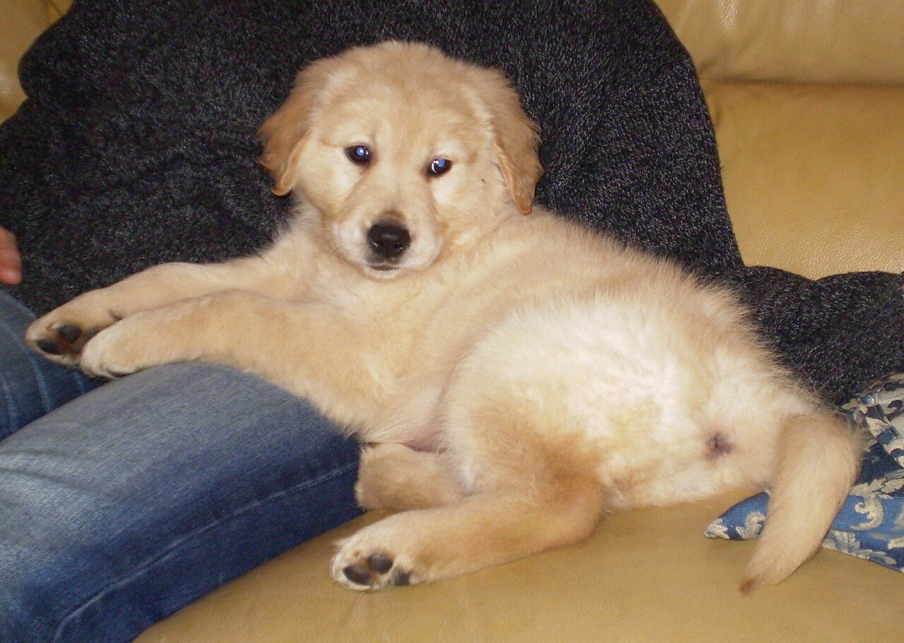 Golden Retriever Puppies — Vaccinated