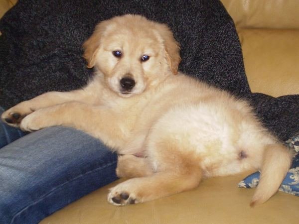 Golden Retriever Puppies — Vaccinated