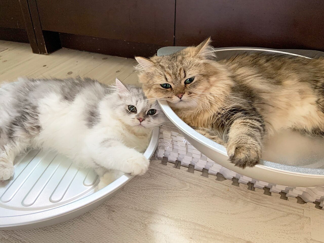 Persian Kitten — Doll Face, Litter Trained