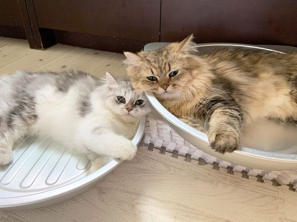Persian Kitten — Doll Face, Litter Trained