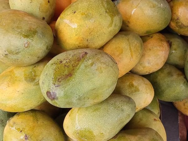 Rajshahi Himsagar Mango — 20kg Box